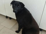 Prêt pour l'adoption : chiot femelle de 11 mois