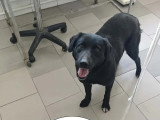 Chienne de 3 ans sociable et amicale en attente d'un foyer