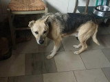 Chien de 12 ans à la recherche d'une famille aimante