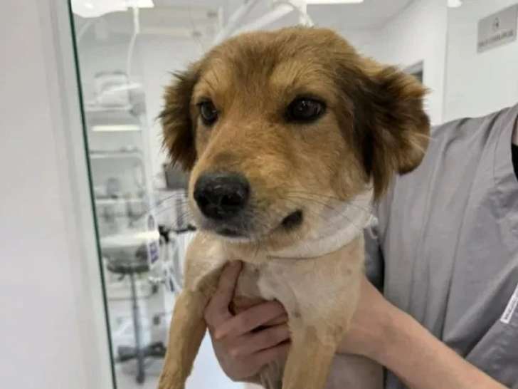 Chien d'un an sociable en attente d'adoption
