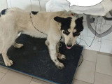 Chien de 2 ans disponible à l'adoption