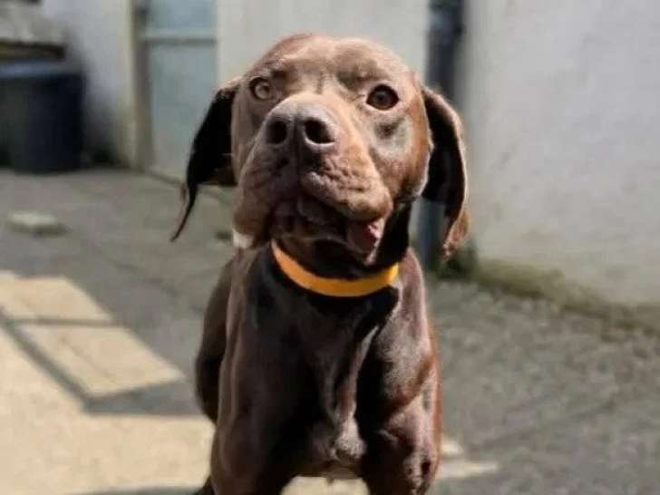 Chien Braque Allemand chocolat de 2 ans à adopter