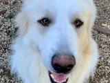 Chien de Montagne des Pyrénées blanc de 2 ans à la recherche d'une famille