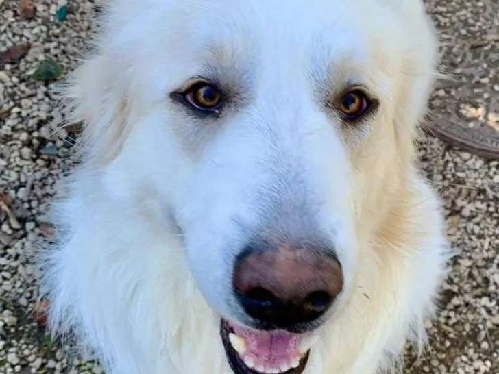 Chien de Montagne des Pyrénées blanc de 2 ans à la recherche d'une famille