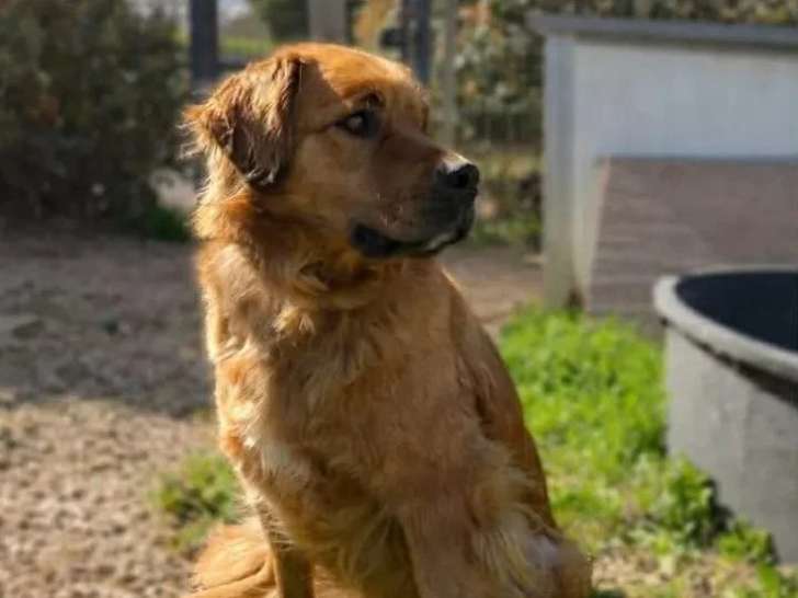 Chienne Leonberg rousse de 6 ans en quête d'un foyer