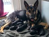 Chiots de type Berger Allemand à vendre (6 femelles & 4 mâles)