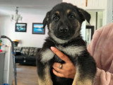 Chiots de type Berger Allemand à vendre (6 femelles & 4 mâles)