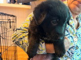 Chiots de type Berger Allemand à vendre (6 femelles & 4 mâles)