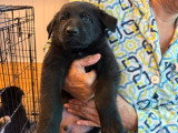 Chiots de type Berger Allemand à vendre (6 femelles & 4 mâles)