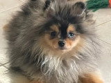 Chiot Poméranien mâle bleu merle à vendre non LOF