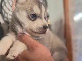 Chiot mâle Husky Sibérien agouti non LOF à réserver