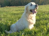 Saillie Golden Retriever LOF mâle de 2019