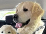 Saillie Golden Retriever LOF mâle de 2019