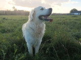 Saillie Golden Retriever LOF mâle de 2019