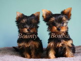 Adorables chiots de type Yorkshire à vendre