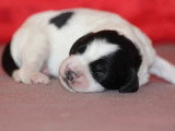 7 chiots English Springer Spaniel LOF nés en mai 2026 à réserver