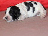 7 chiots English Springer Spaniel LOF nés en mai 2026 à réserver