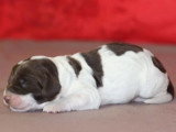 7 chiots English Springer Spaniel LOF nés en mai 2026 à réserver