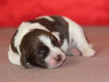 7 chiots English Springer Spaniel LOF nés en mai 2026 à réserver