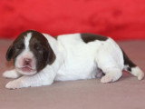 7 chiots English Springer Spaniel LOF nés en mai 2026 à réserver
