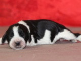 7 chiots English Springer Spaniel LOF nés en mai 2026 à réserver
