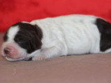 7 chiots English Springer Spaniel LOF nés en mai 2026 à réserver
