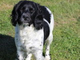 7 chiots English Springer Spaniel LOF nés en mai 2026 à réserver