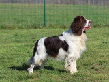 7 chiots English Springer Spaniel LOF nés en mai 2026 à réserver
