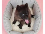 Chiot femelle Pomsky noir non LOF à vendre novembre 2025