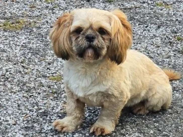 Saillie Shih Tzu mâle non LOF né janvier 2025
