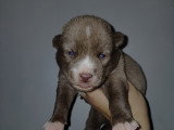 Chiots croisés Chien Loup croisés Husky à vendre
