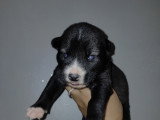 Chiots croisés Chien Loup croisés Husky à vendre