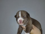 Chiots croisés Chien Loup croisés Husky à vendre