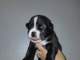 Chiots croisés Chien Loup croisés Husky à vendre