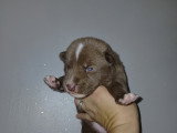 Chiots croisés Chien Loup croisés Husky à vendre