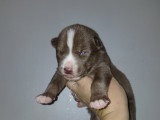 Chiots croisés Chien Loup croisés Husky à vendre