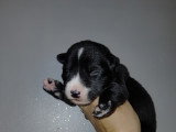 Chiots croisés Chien Loup croisés Husky à vendre