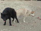 Chiots croisés Chien Loup croisés Husky à vendre