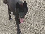 Chiots croisés Chien Loup croisés Husky à vendre
