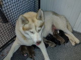 Chiots croisés Chien Loup croisés Husky à vendre