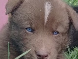 Chiots Chien Loup  à vendre