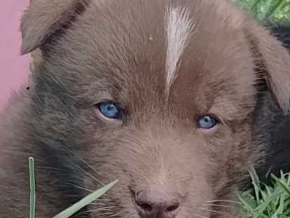 Chiots Chien Loup  à vendre