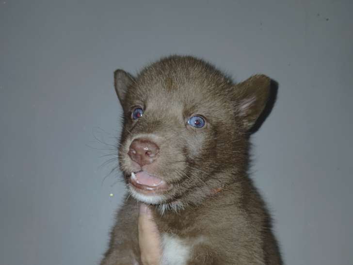 Chiots Chien Loup  à vendre