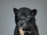 Chiots Chien Loup  à vendre