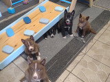 Chiots Chien Loup  à vendre