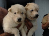 Chiots Chien Loup  à vendre