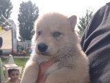 Chiots Chien Loup  à vendre