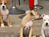 Chiots Staff croisés Bully à vendre