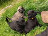 Chiots Bouvier des Flandres à vendre