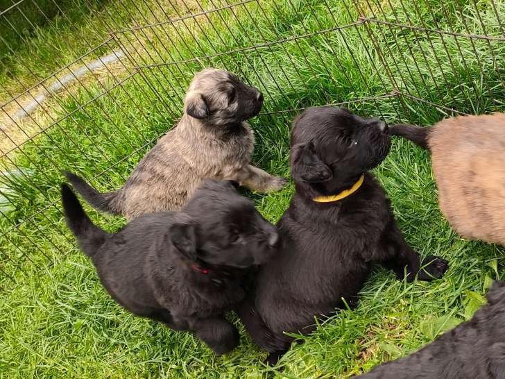 Chiots Bouvier des Flandres à vendre